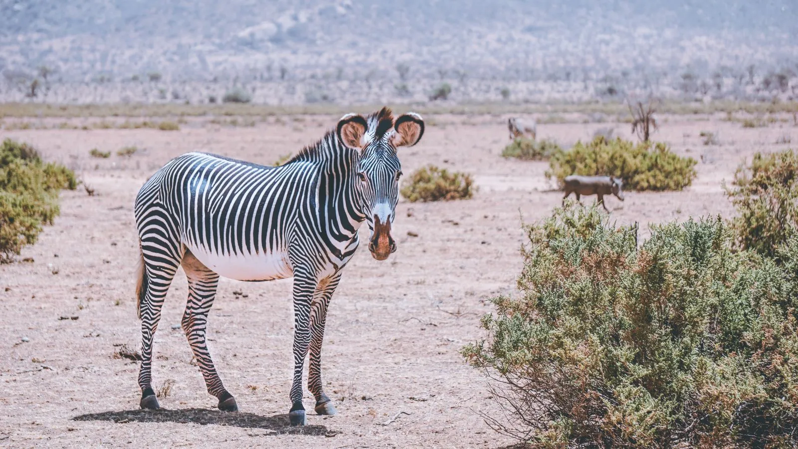Amboseli/Nakuru/Maasai Mara Safari - 8 Days/7 Nights - Image 5