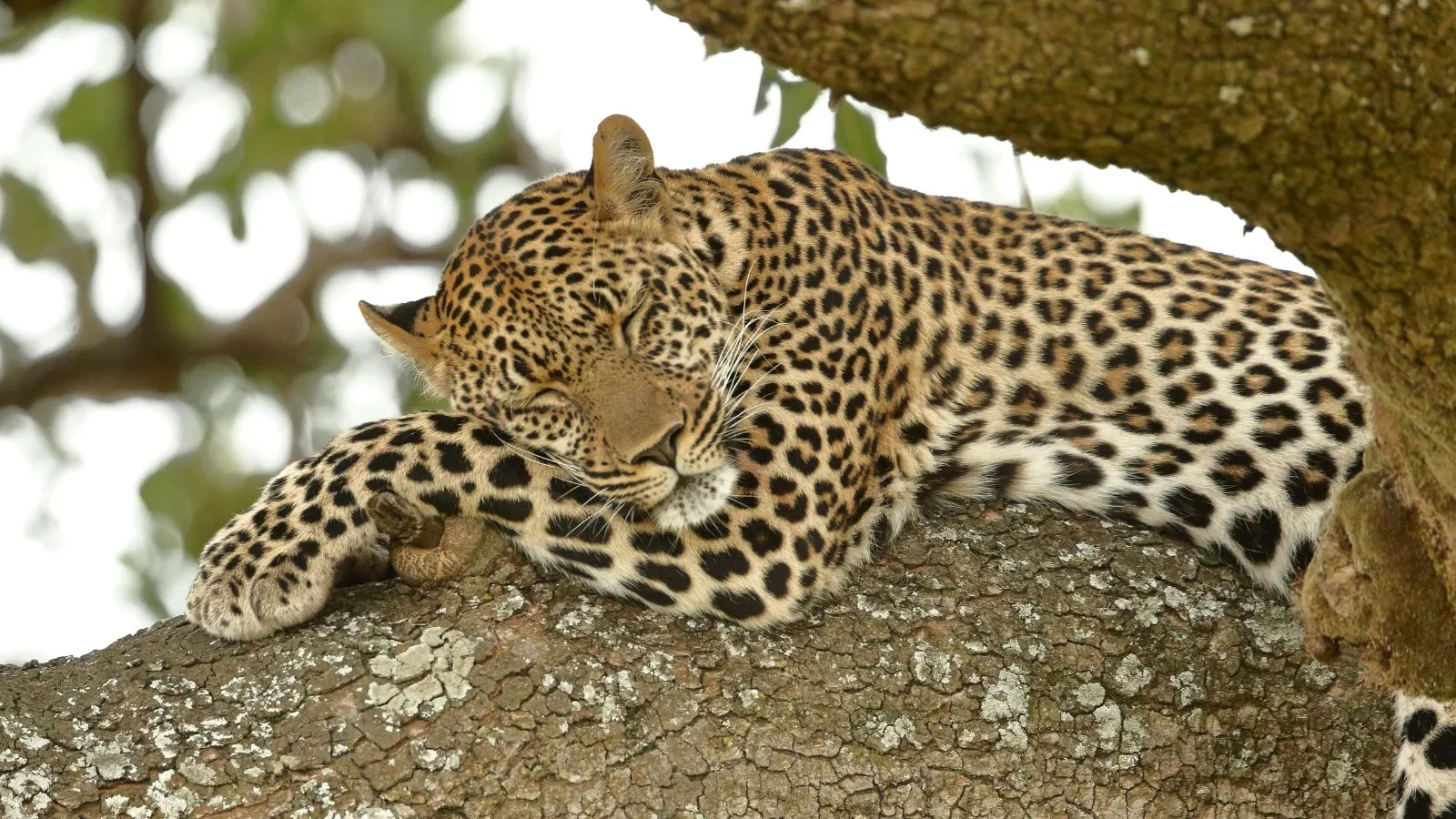 Amboseli/Nakuru/Maasai Mara Safari - 8 Days/7 Nights - Image 6