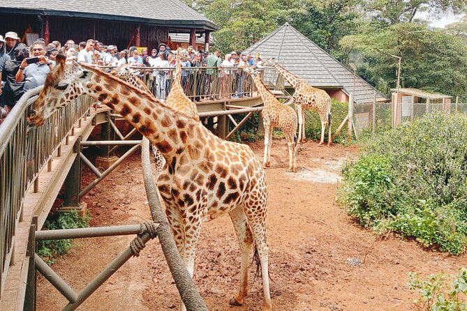 Giraffe Centre Half Day Tour - Image 2