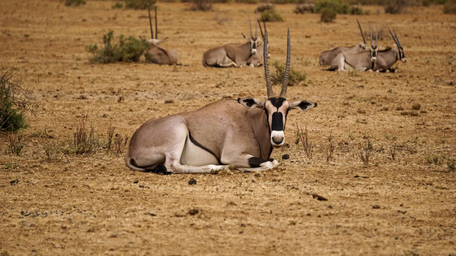 Amboseli/Nakuru/Maasai Mara Safari - 8 Days/7 Nights - Image 2