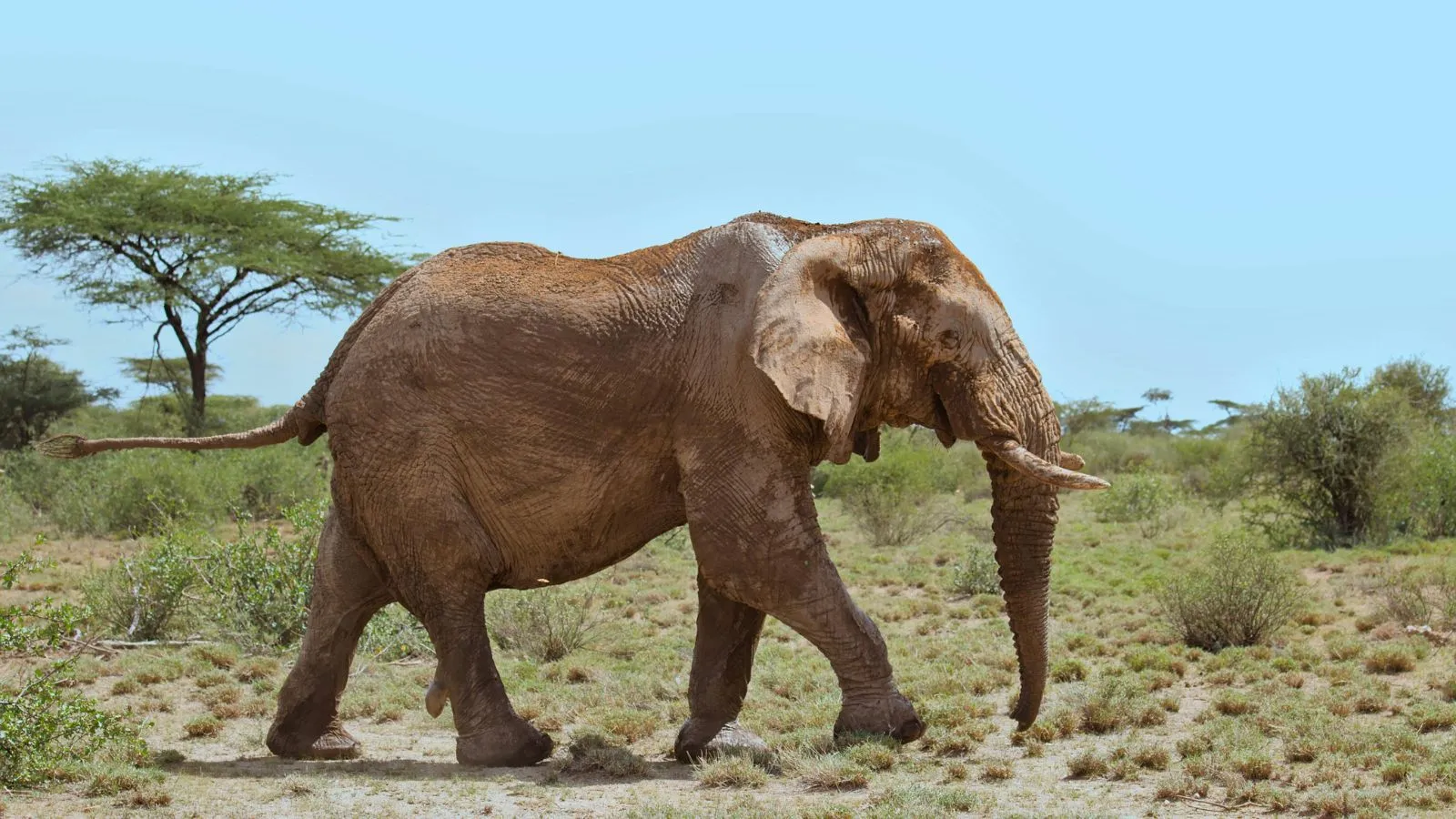 Amboseli/Nakuru/Maasai Mara Safari - 8 Days/7 Nights - Image 4