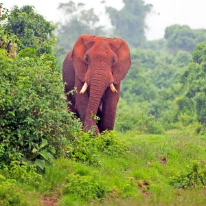 7 Days Mara, L.Nakuru, Samburu & Aberdare Safari