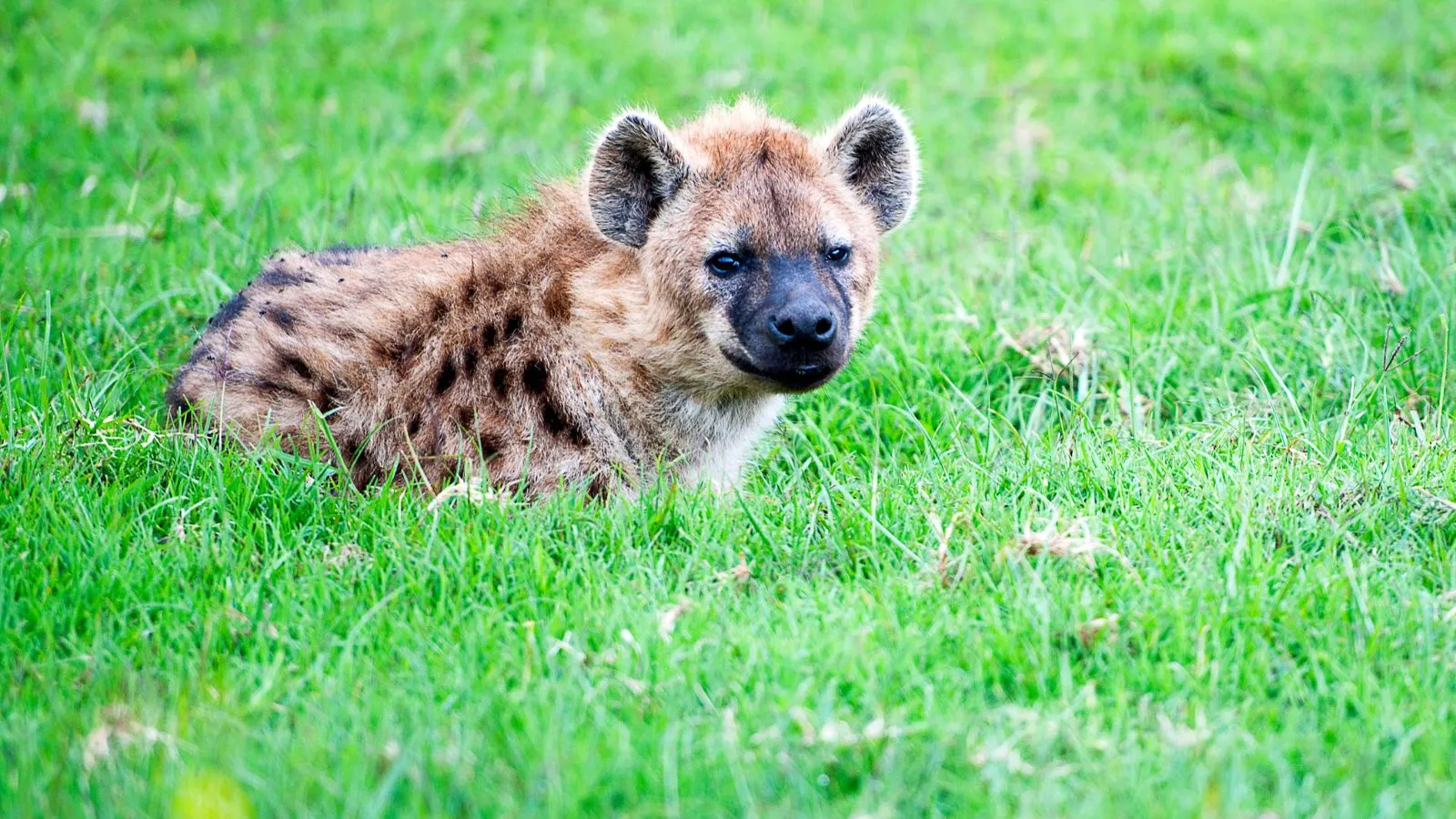 7 Days Mara, L.Nakuru, Samburu & Aberdare Safari - Image 13