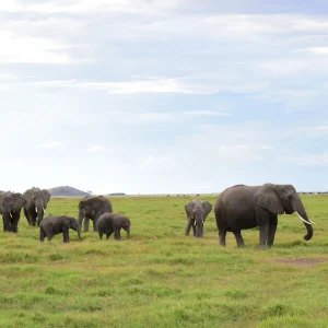 Amboseli National Park Day Trip