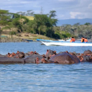 7 Days Mara, L.Nakuru, L.Naivasha & Amboseli Safari