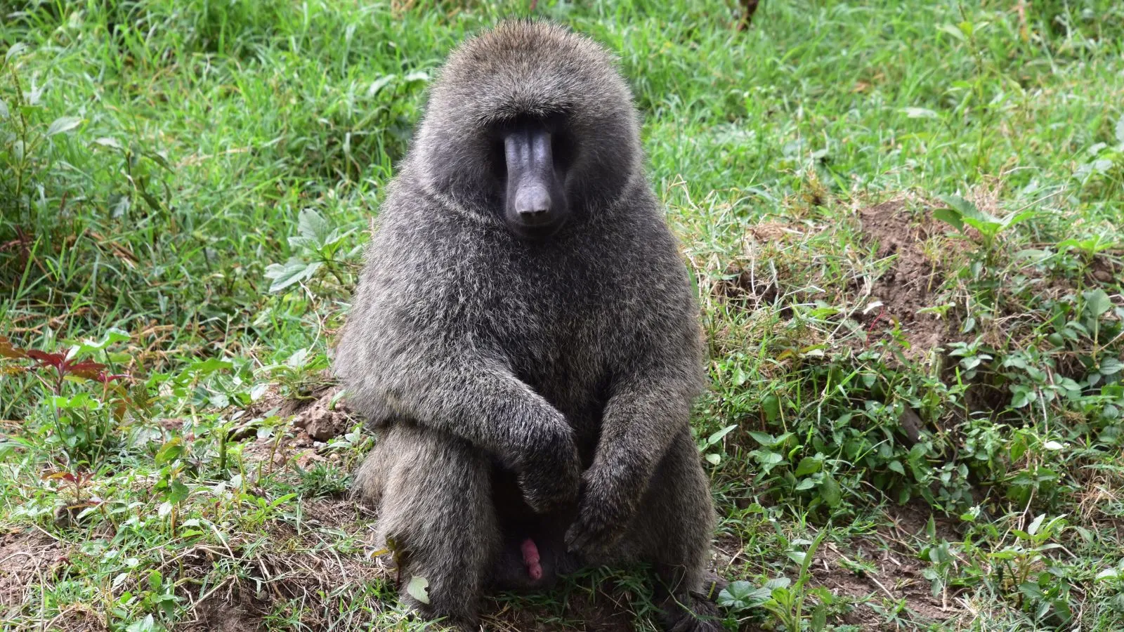 7 Days Mara, L.Nakuru, Samburu & Aberdare Safari - Image 8
