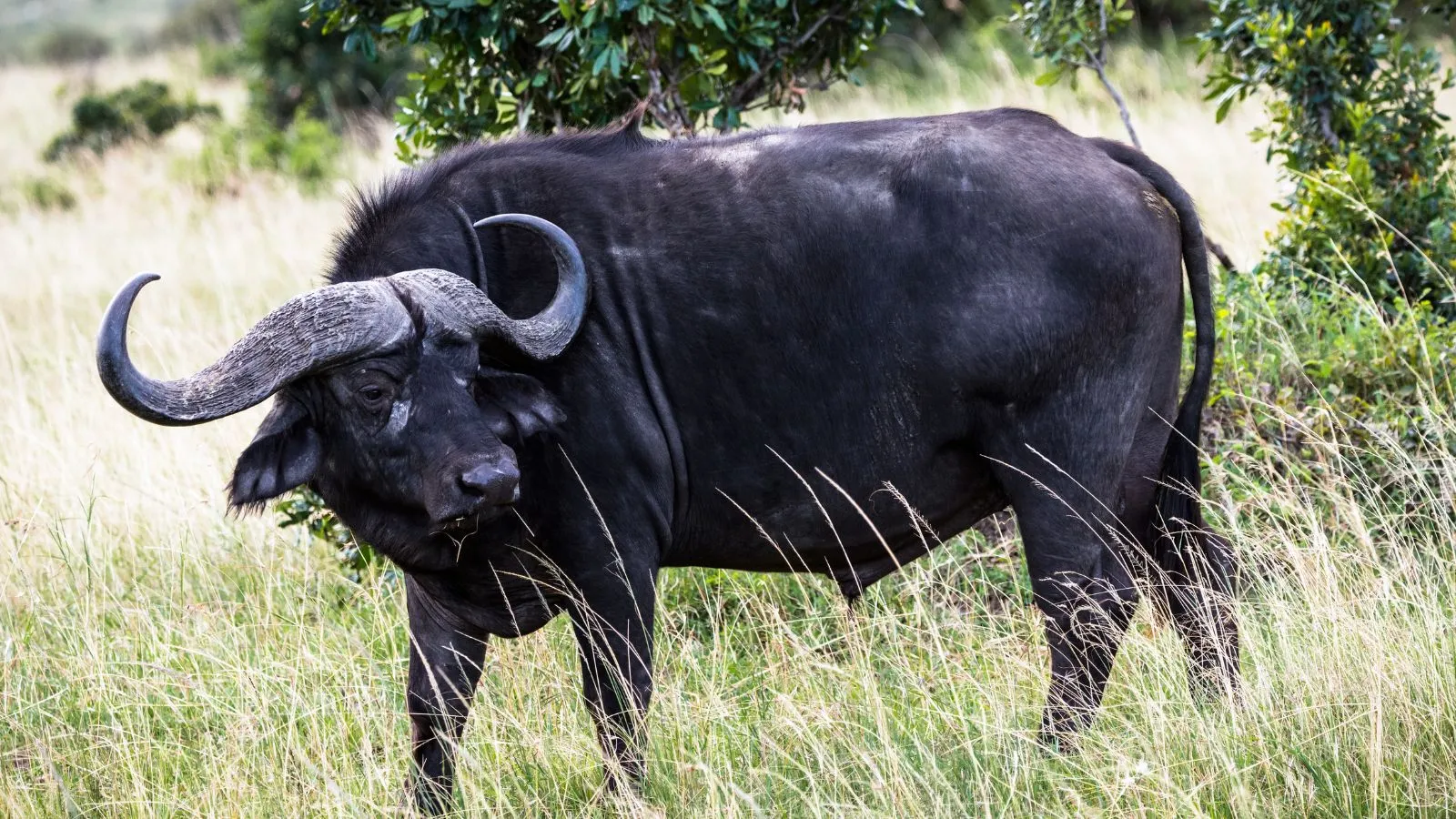 7 Days Mara, L.Nakuru, Samburu & Aberdare Safari - Image 5