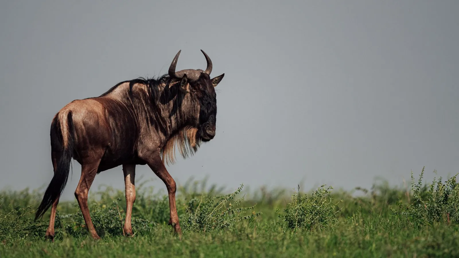 7 Days Mara, L.Nakuru, Samburu & Aberdare Safari - Image 2