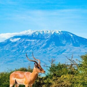 Amboseli/Nakuru/Maasai Mara Safari - 8 Days/7 Nights