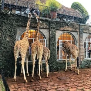 Giraffe Centre Half Day Tour