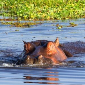 Lake Naivasha-Cresent Island Trekk