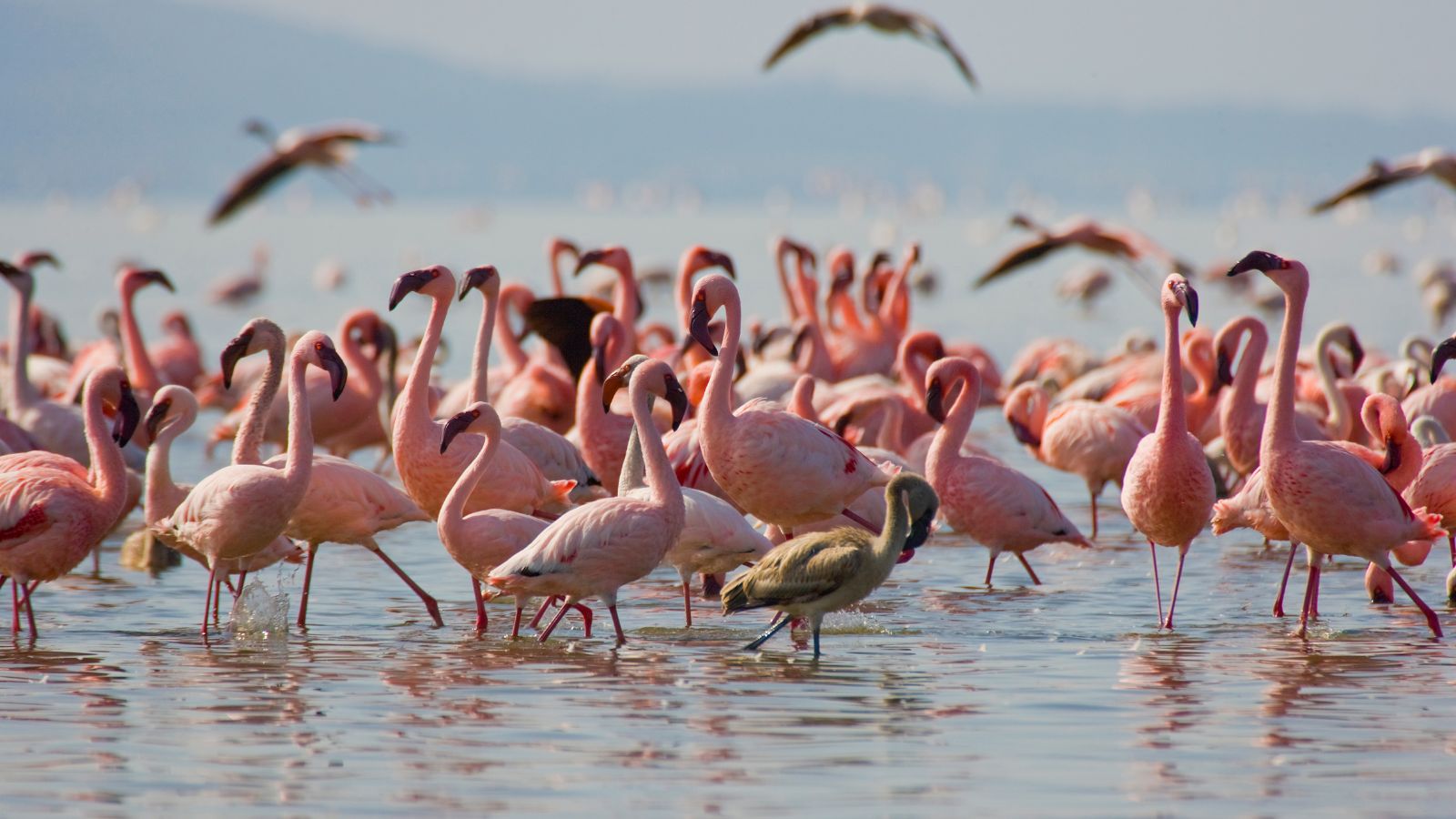 Amboseli/Nakuru/Maasai Mara Safari - 8 Days/7 Nights - Image 7