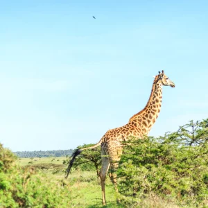 Nairobi National Park Half Day Tour