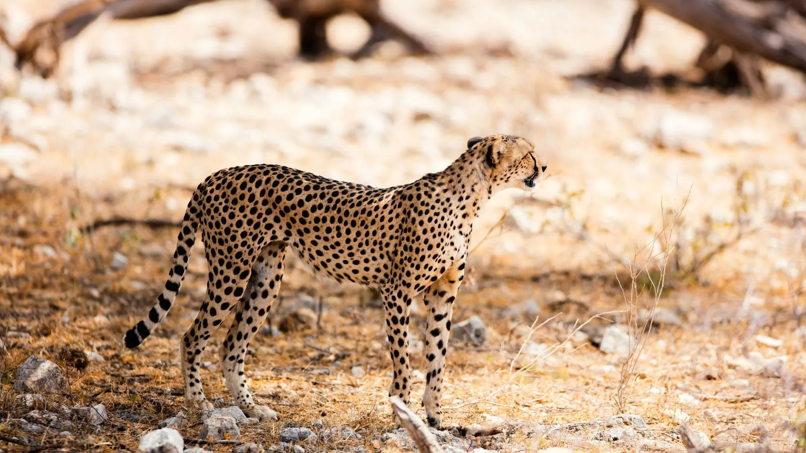 7 Days Mara, L.Nakuru, Samburu & Aberdare Safari - Image 11