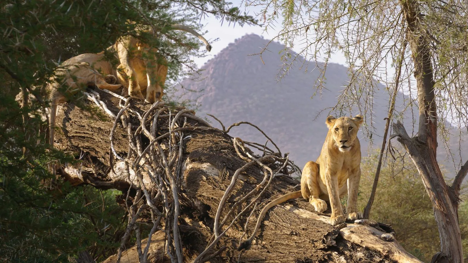 7 Days Mara, L.Nakuru, Samburu & Aberdare Safari - Image 10
