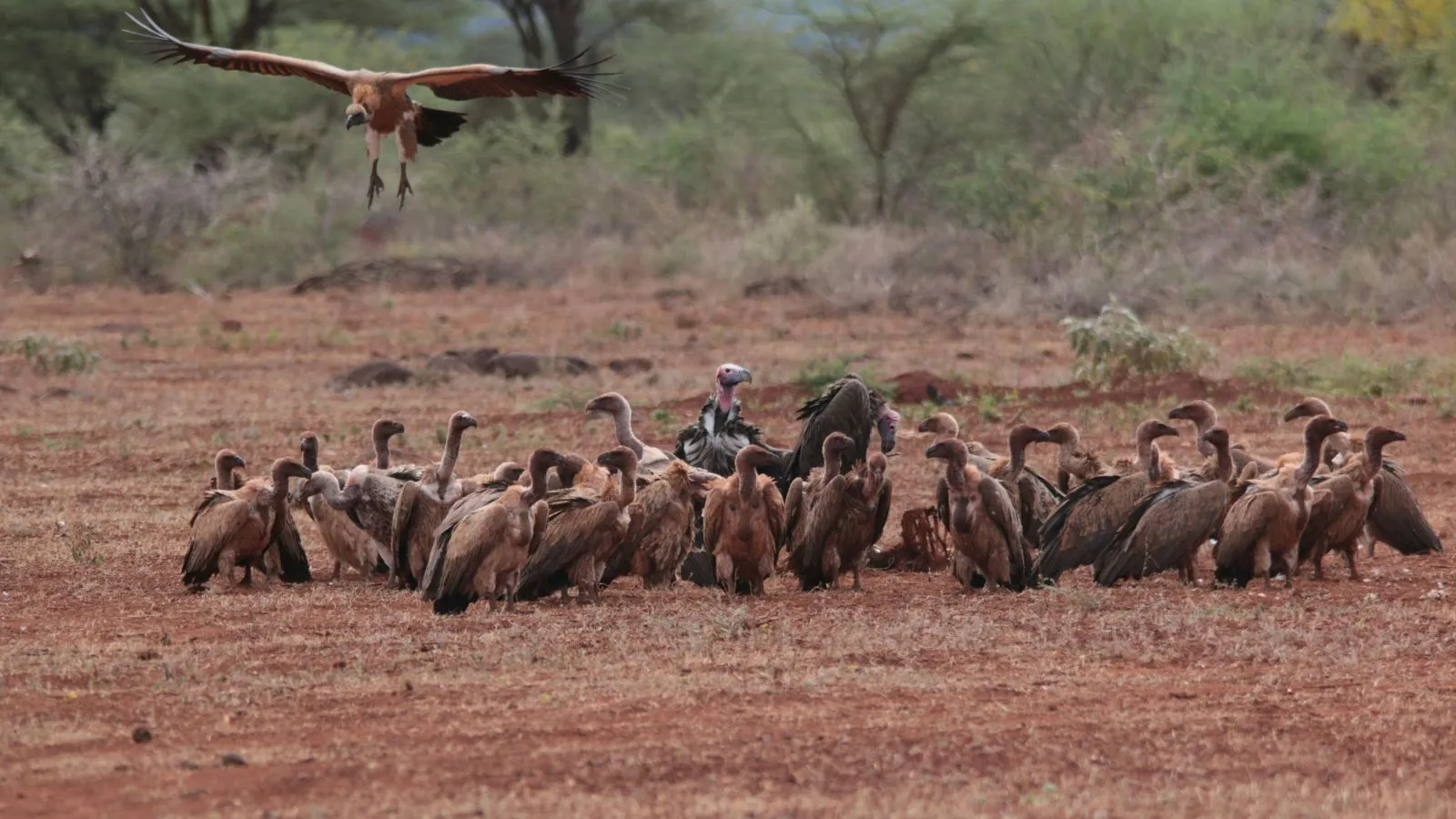 7 Days Mara, L.Nakuru, Samburu & Aberdare Safari - Image 12
