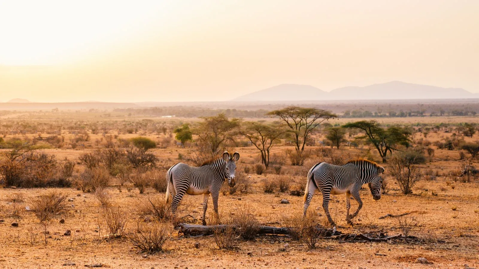 7 Days Mara, L.Nakuru, Samburu & Aberdare Safari - Image 9