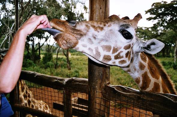 Giraffe Centre Half Day Tour - Image 5
