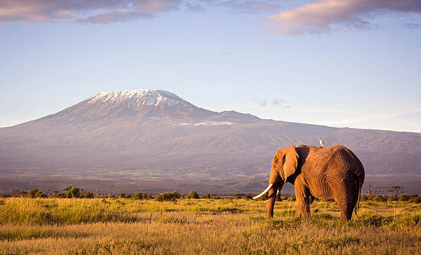 Amboseli/Nakuru/Maasai Mara Safari - 8 Days/7 Nights - Image 3
